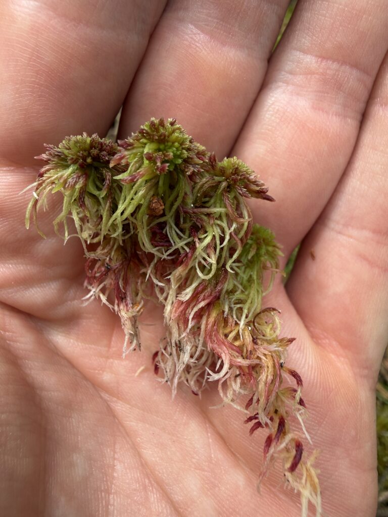 Sphagnum capillifolium