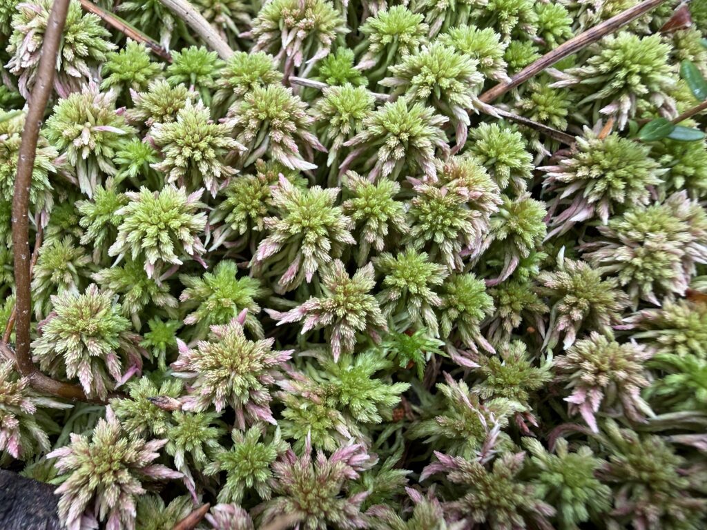 Sphagnum capillifolium