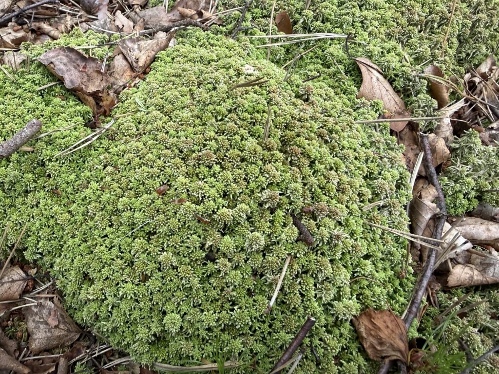 Sphagnum capillifolium