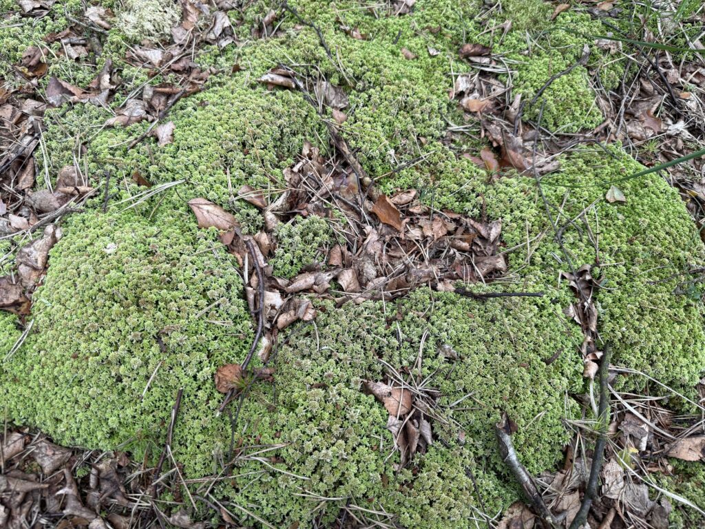 Sphagnum capillifolium