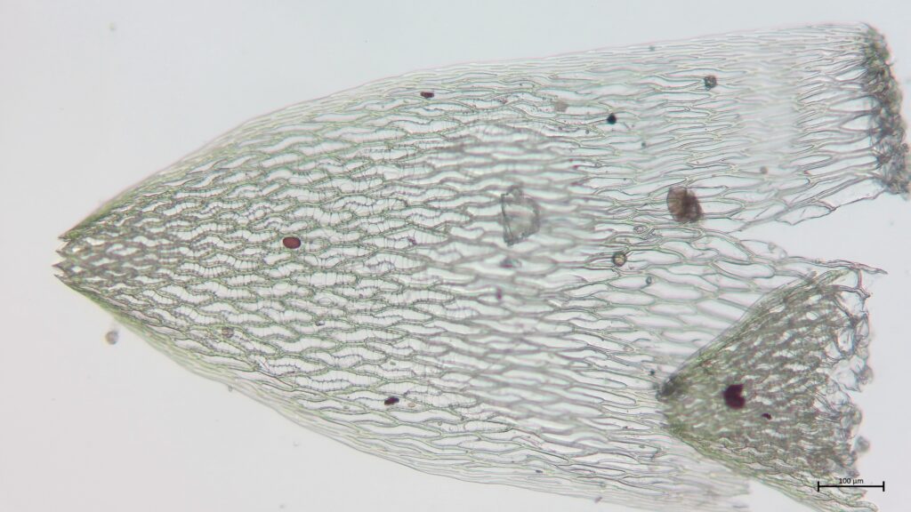 Stammblatt von Sphagnum capillifolium