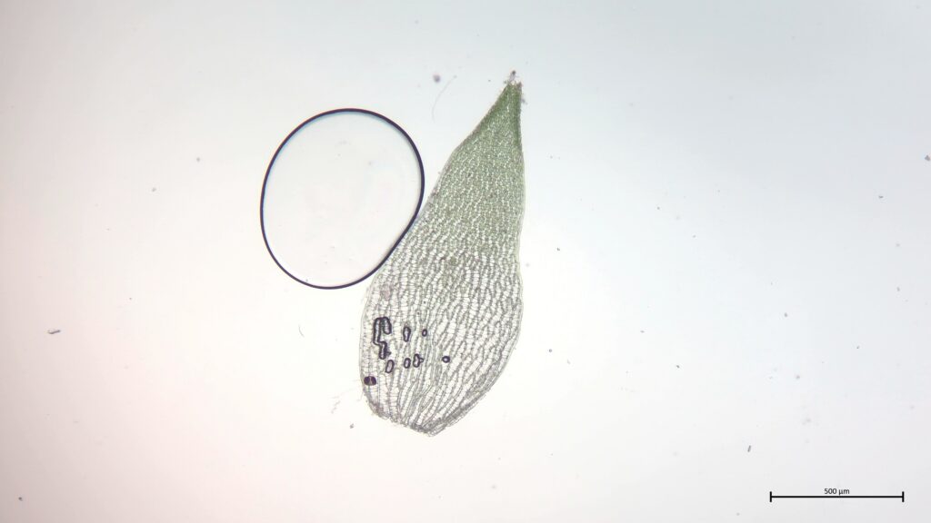 Astblatt von Sphagnum capillifolium
