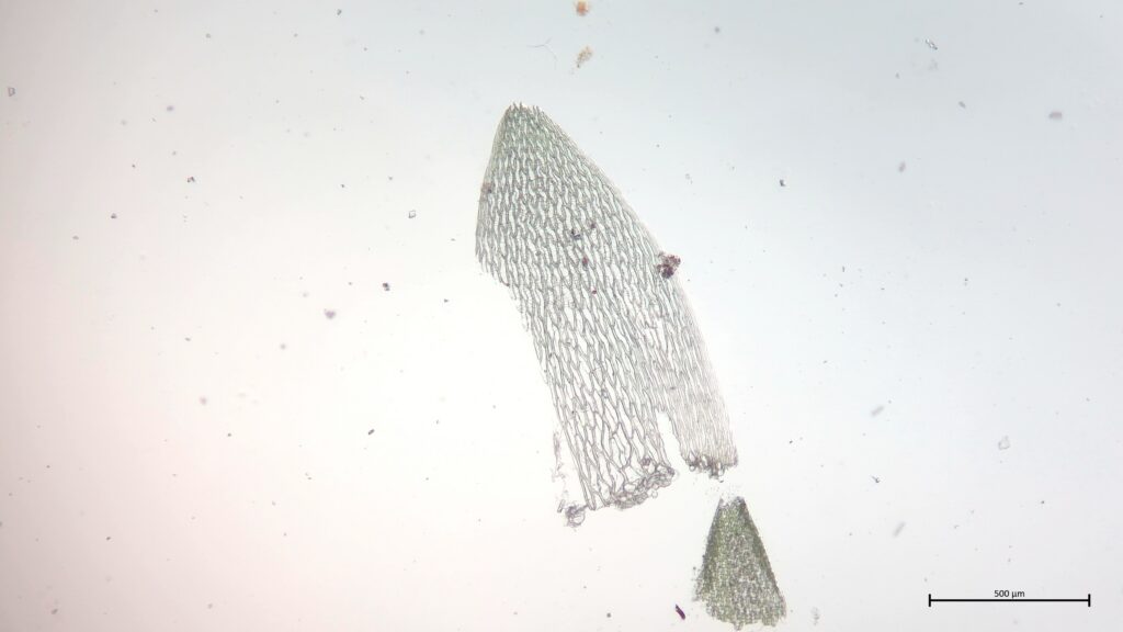 Stammblatt von Sphagnum capillifolium