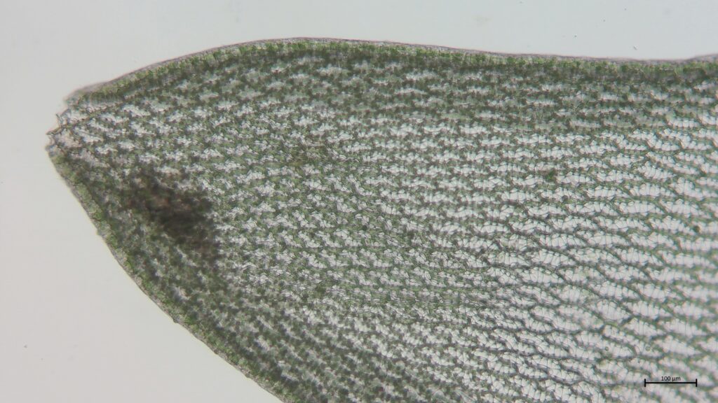 Astblatt von Sphagnum compactum