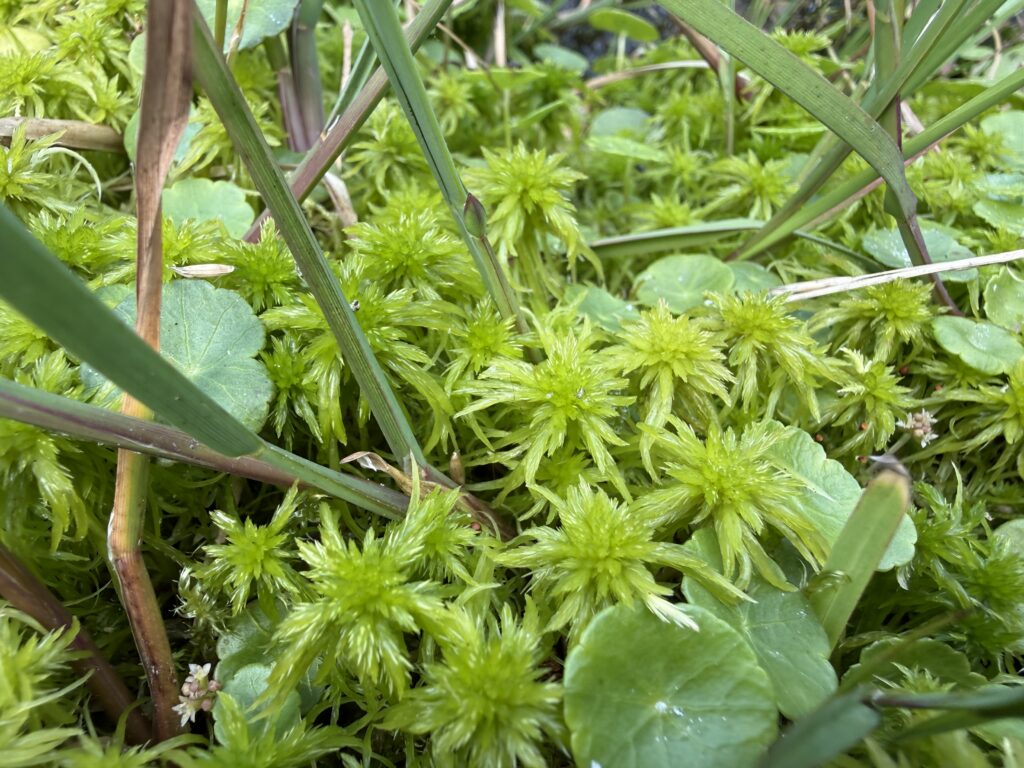 Sphagnum cuspidatum minerotroph