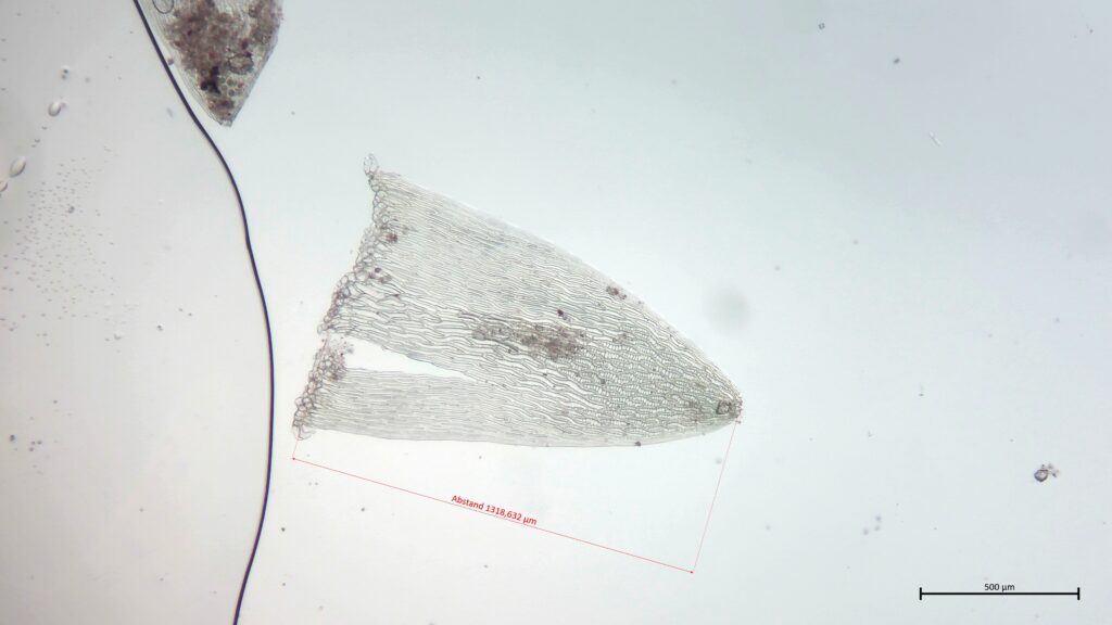 Sphagnum cuspidatum Stammblatt
