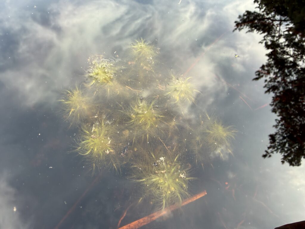 Sphagnum cuspidatum submers