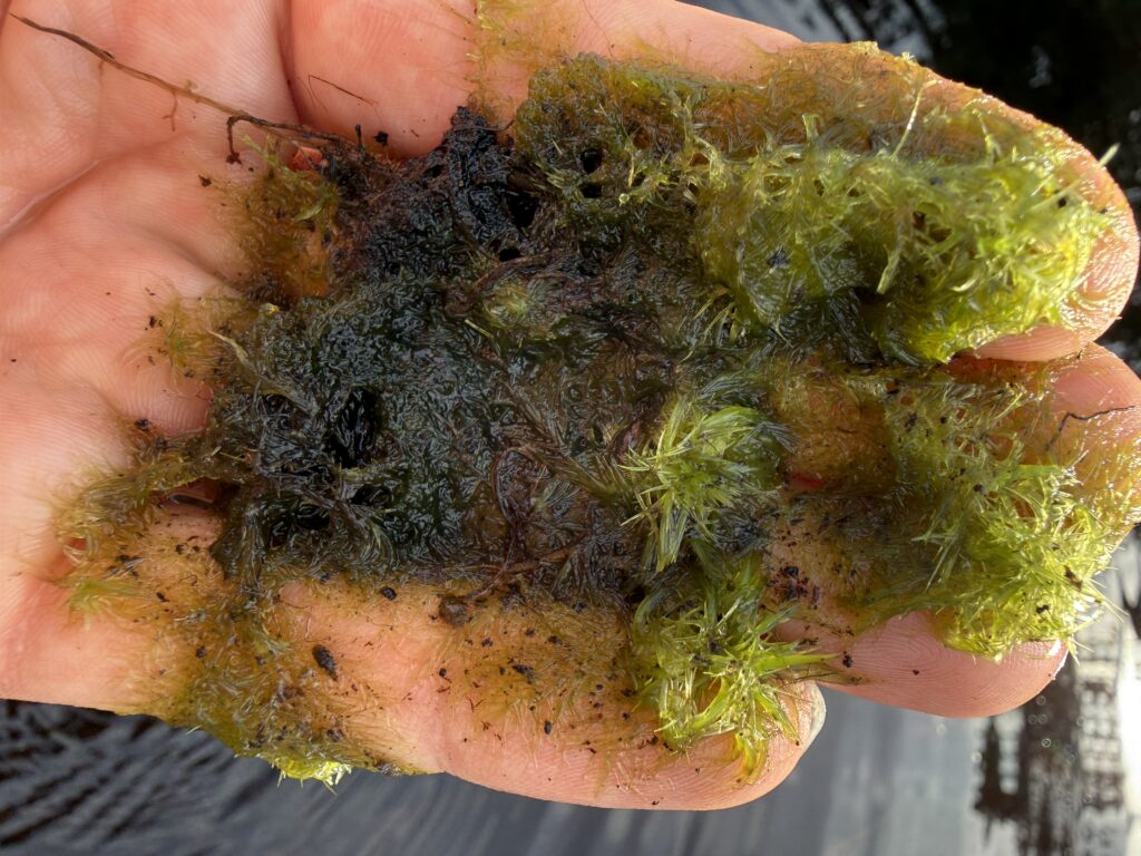 Sphagnum cuspidatum submers