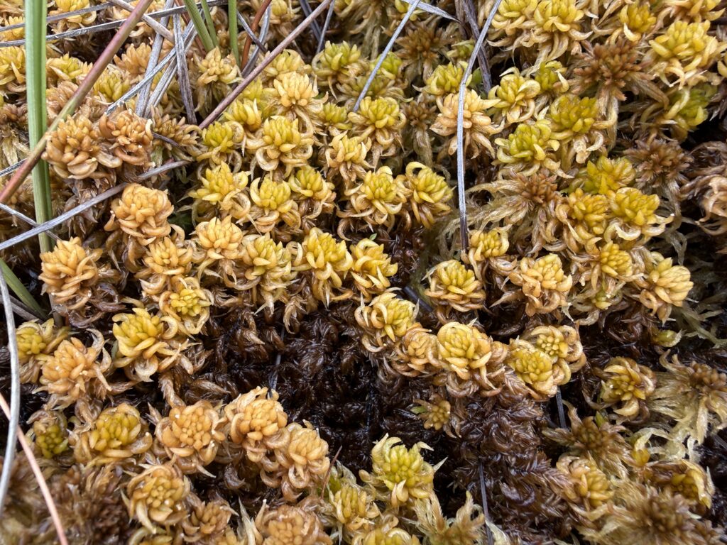 Sphagnum denticulatum