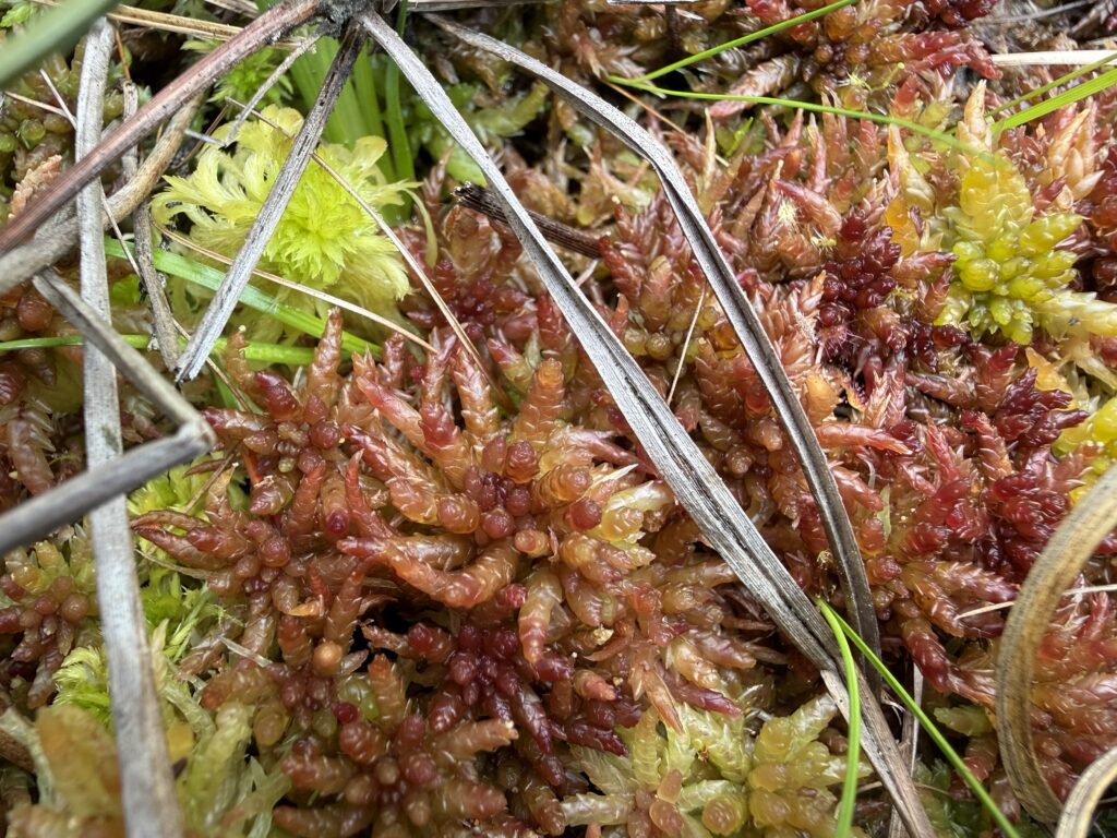 Sphagnum divinum