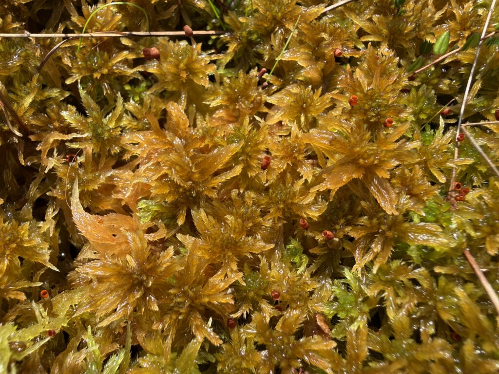 Sphagnum fallax