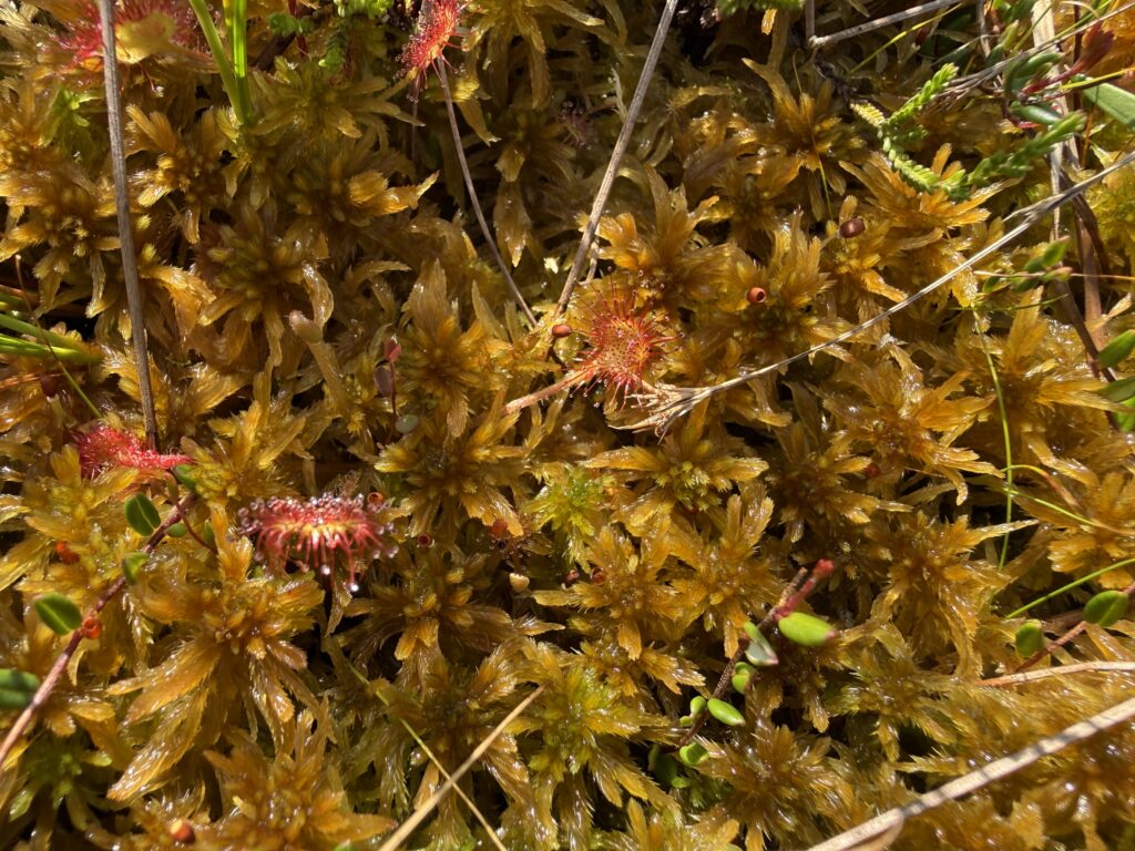 Sphagnum fallax