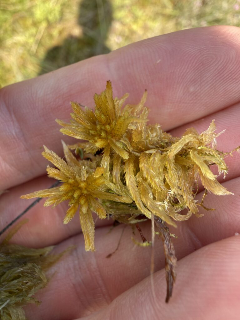 Sphagnum fallax