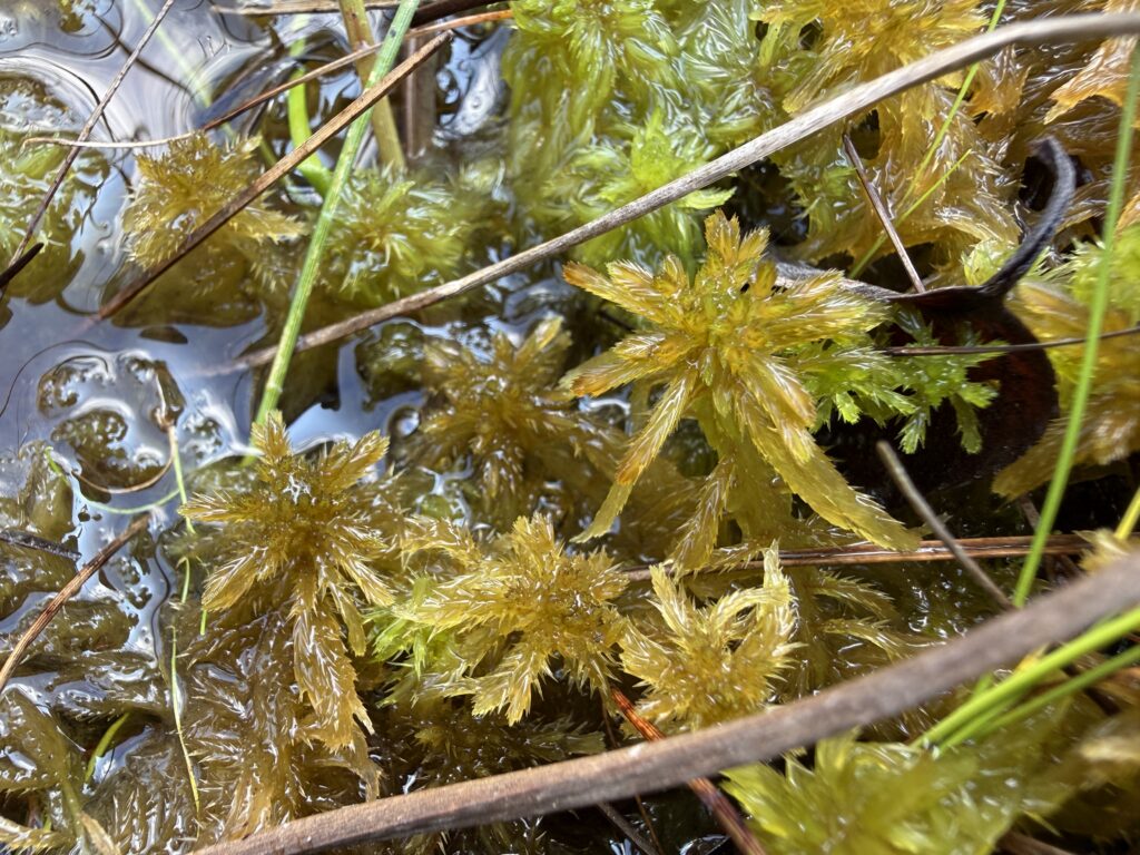 Sphagnum fallax