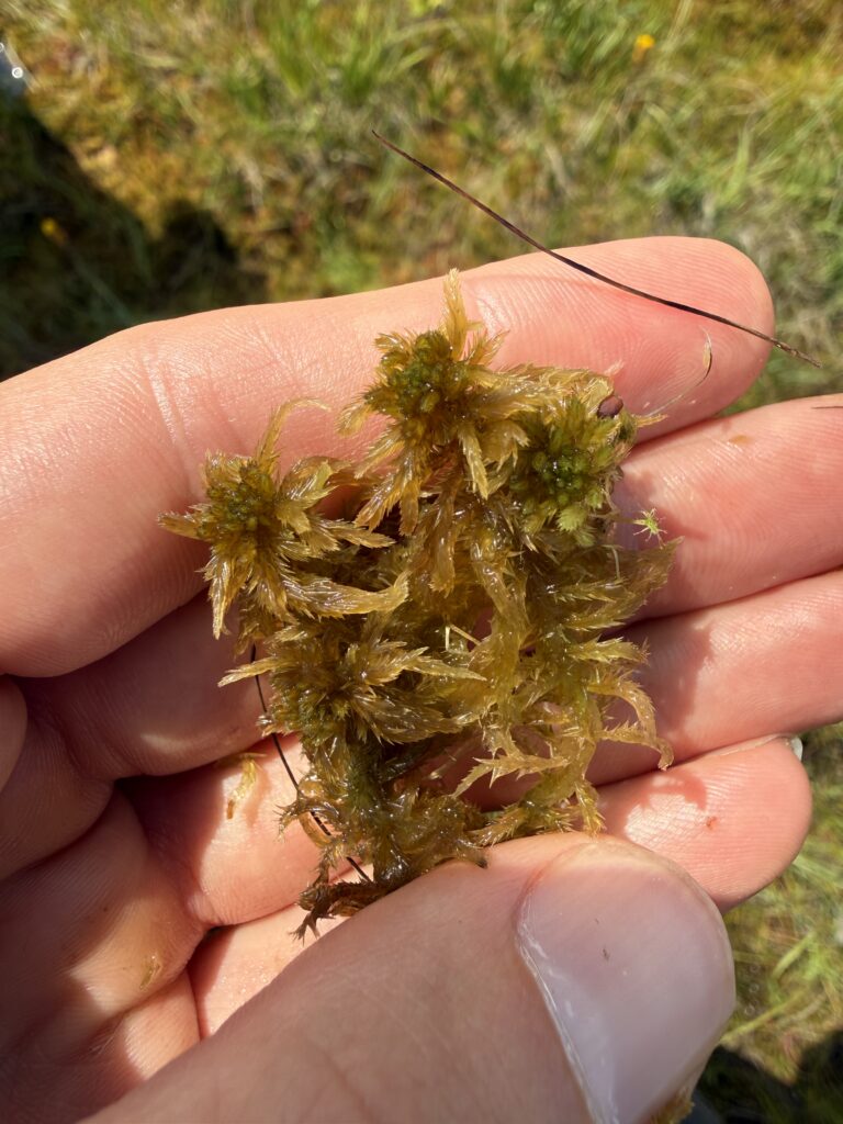 Sphagnum fallax