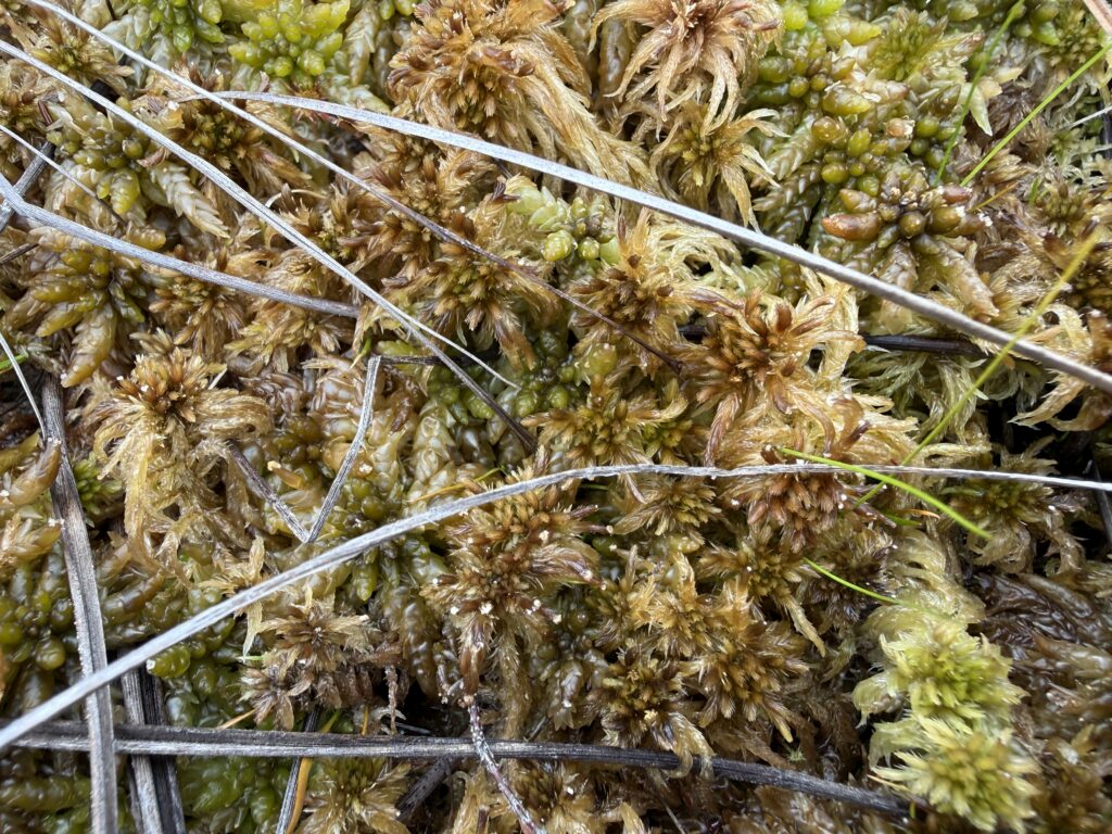 Sphagnum fallax