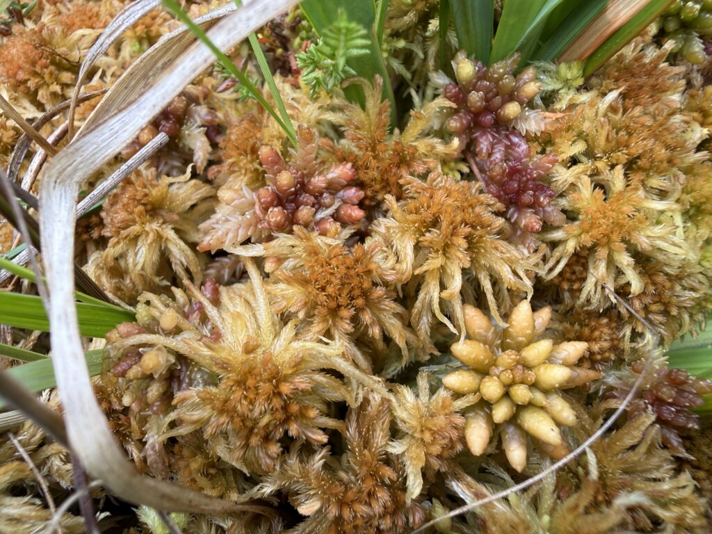 Sphagnum fallax