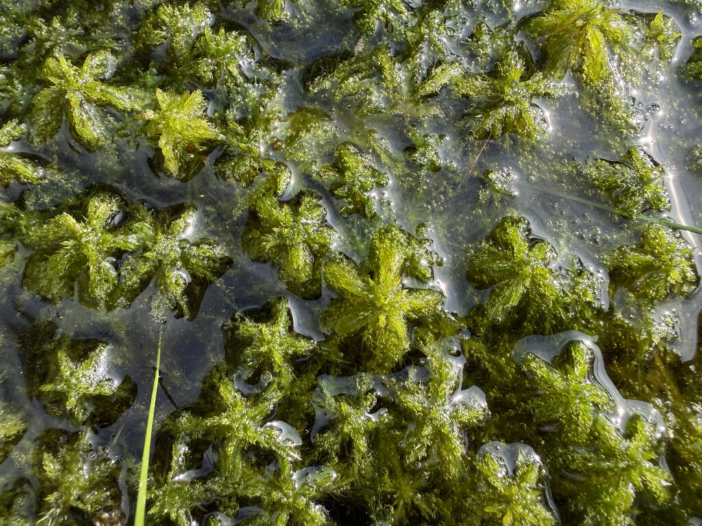 Sphagnum fallax flutend