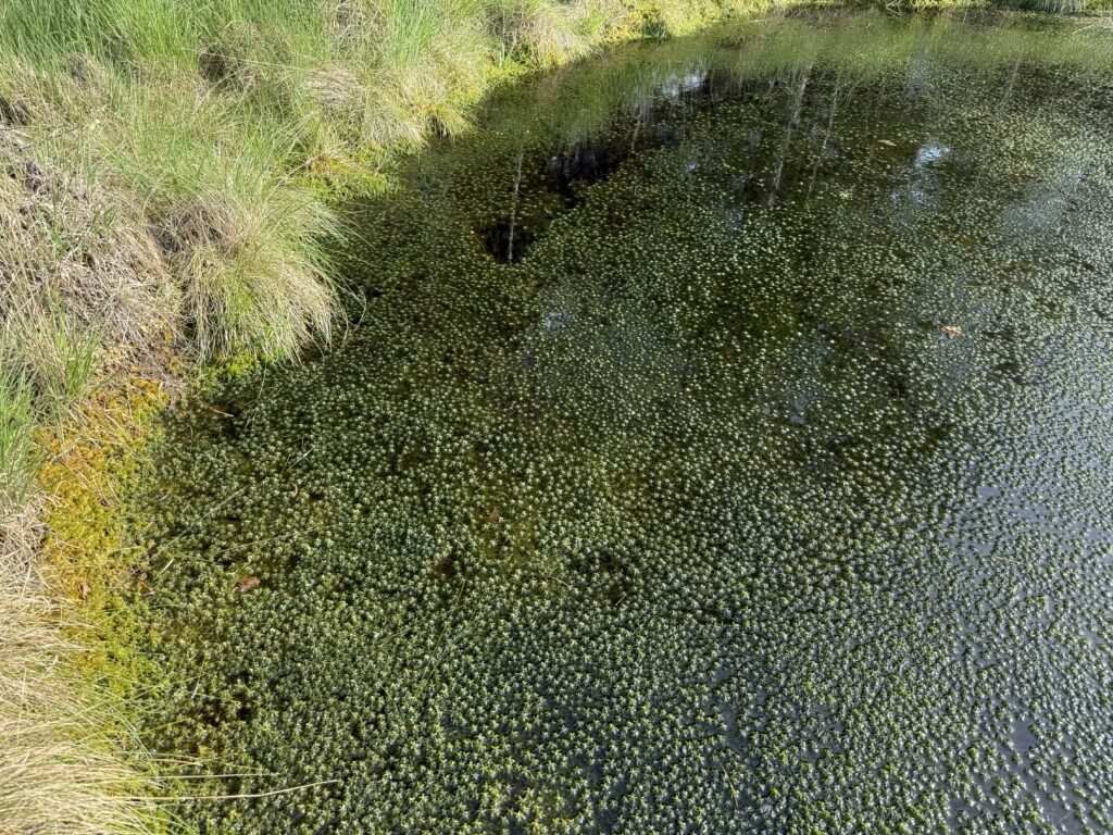 Sphagnum fallax flutend