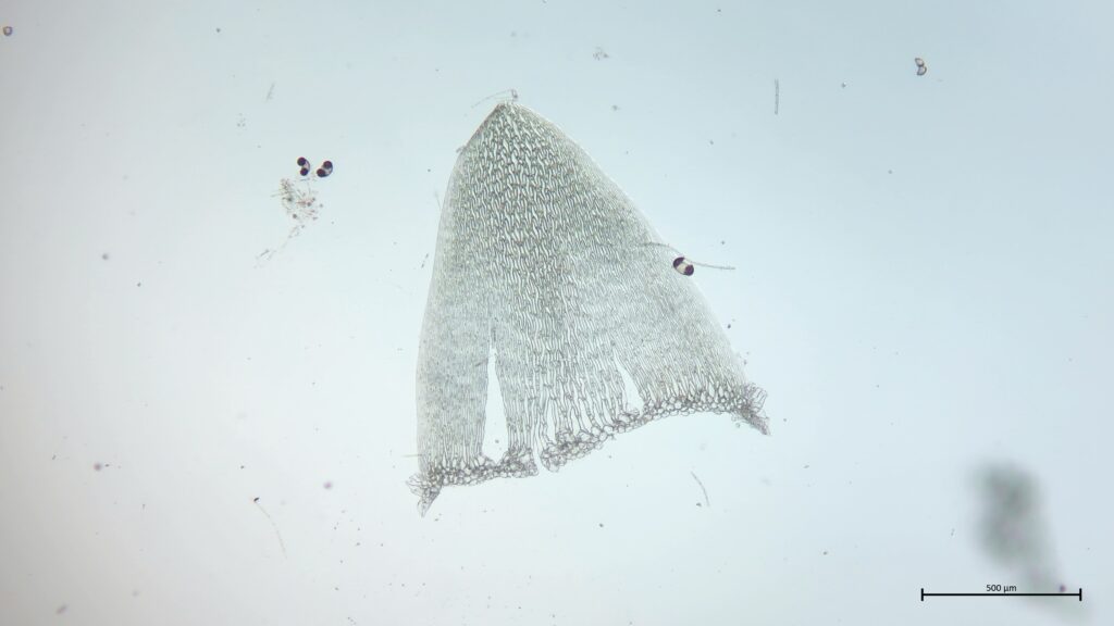 Sphagnum fallax Stammblatt
