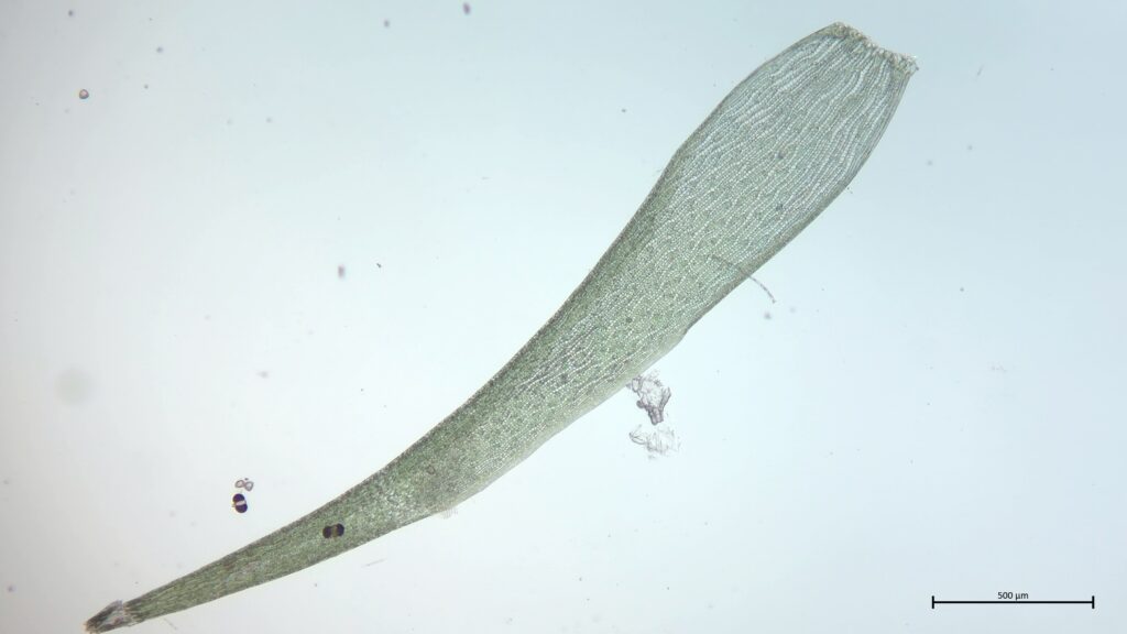 Stammblatt von flutendem Sphagnum fallax