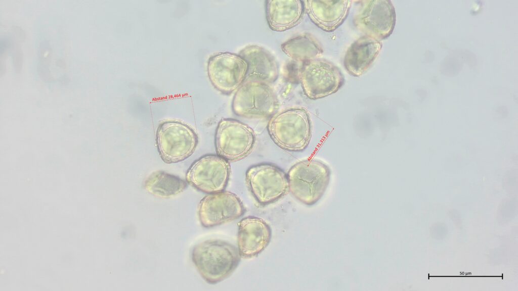 Sphagnum fallax Sporen