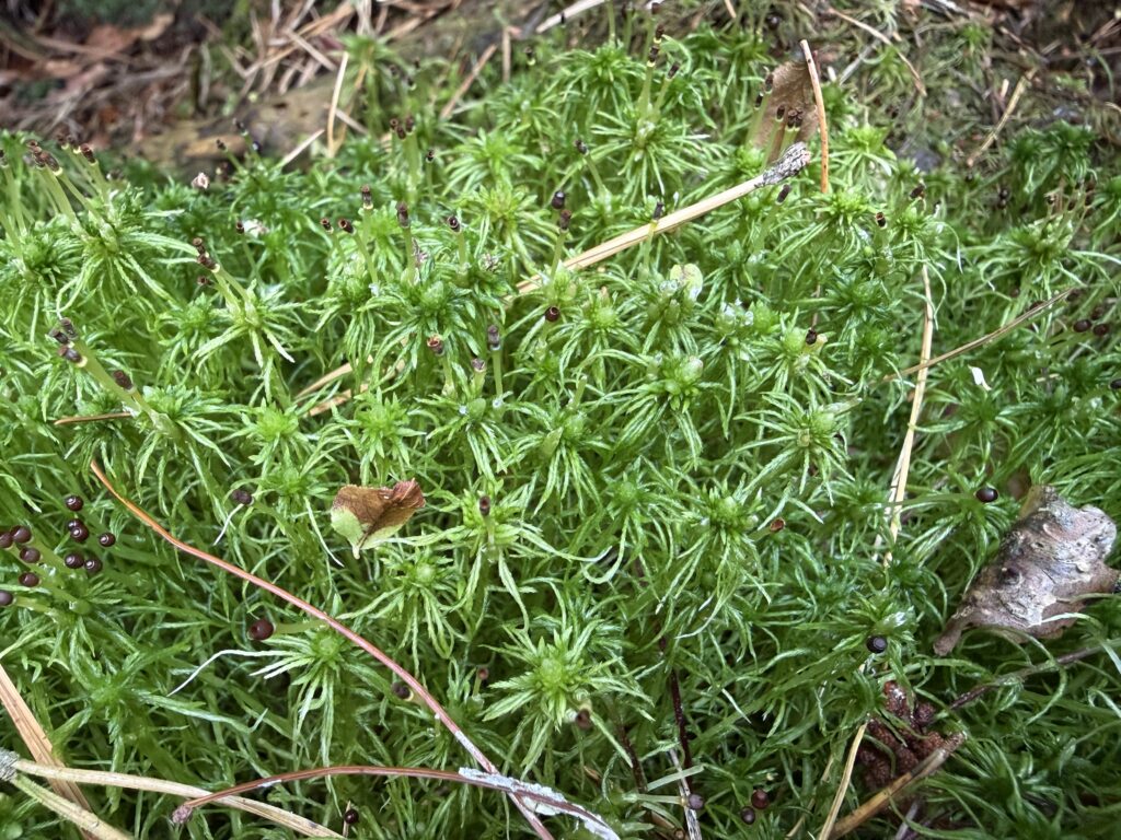Sphagnum fimbriatum