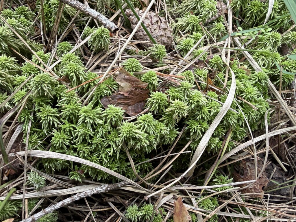 Sphagnum girgensohnii