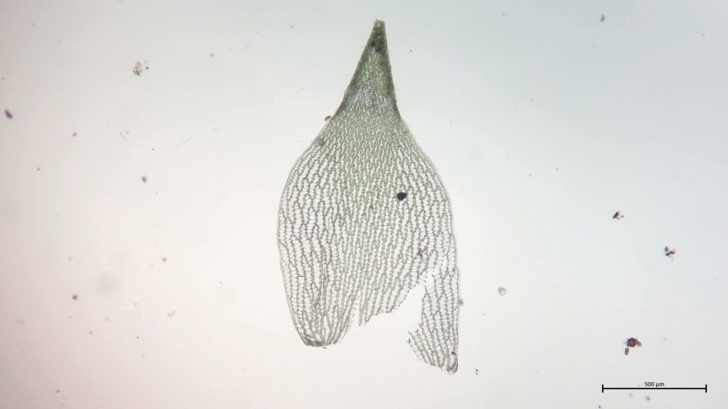 Astblatt von Sphagnum girgensohnii