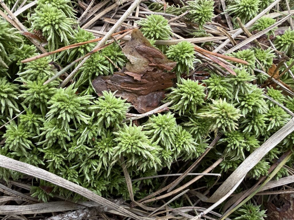 Sphagnum girgensohnii
