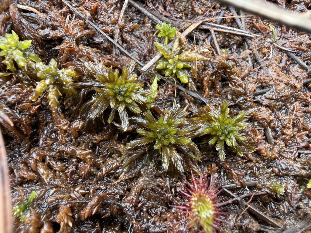 Sphagnum lindbergii bei Celle