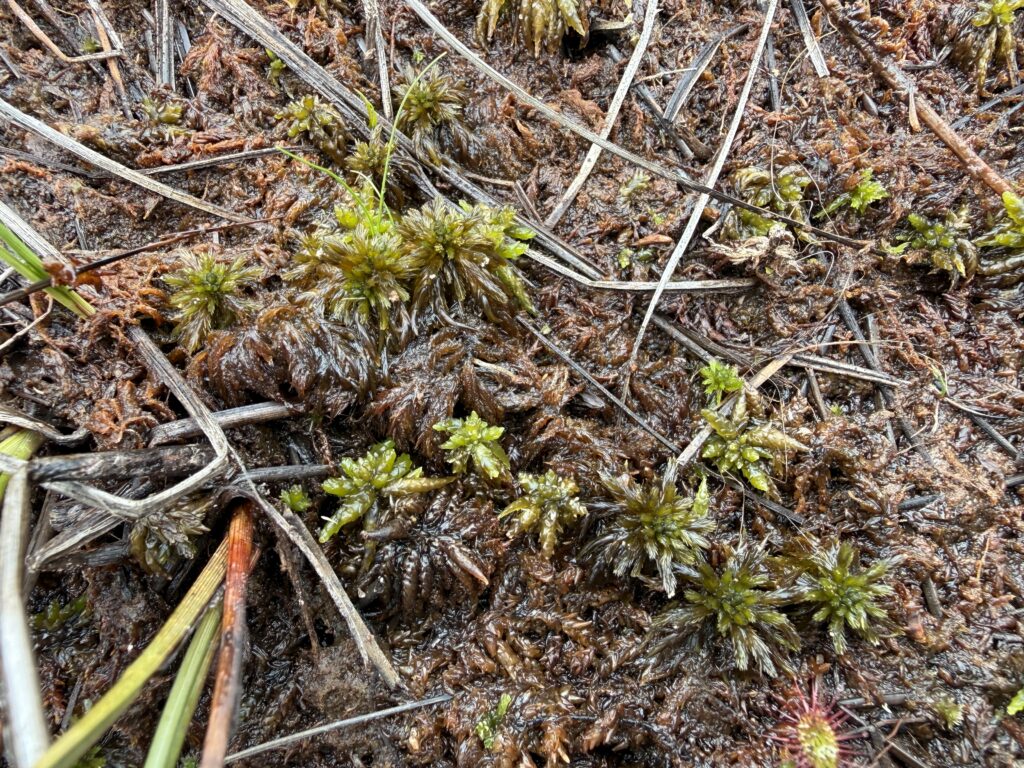Sphagnum lindbergii bei Celle