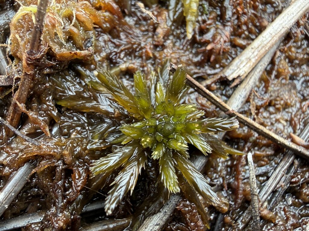 Sphagnum lindbergii bei Celle