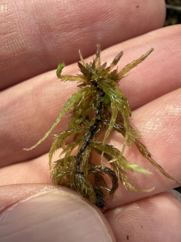 Sphagnum lindbergii