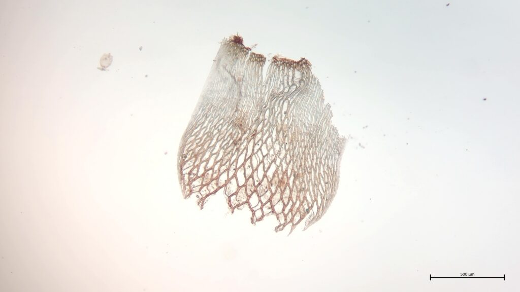 Stammblatt von Sphagnum lindbergii