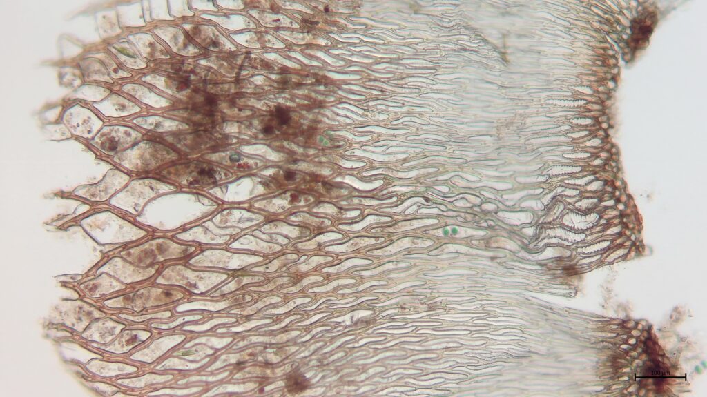 Stammblatt von Sphagnum lindbergii