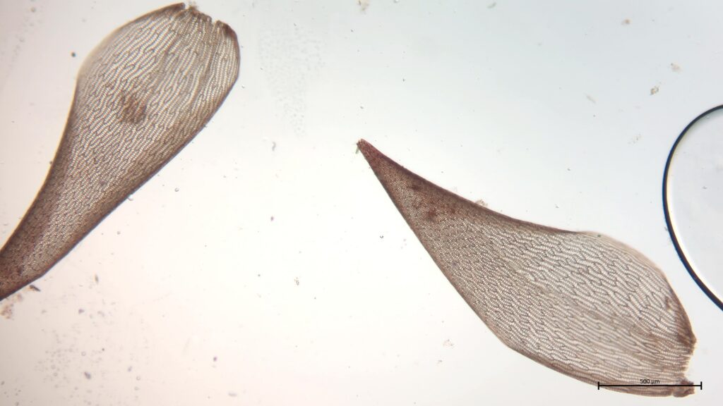 Astblatt von Sphagnum lindbergii