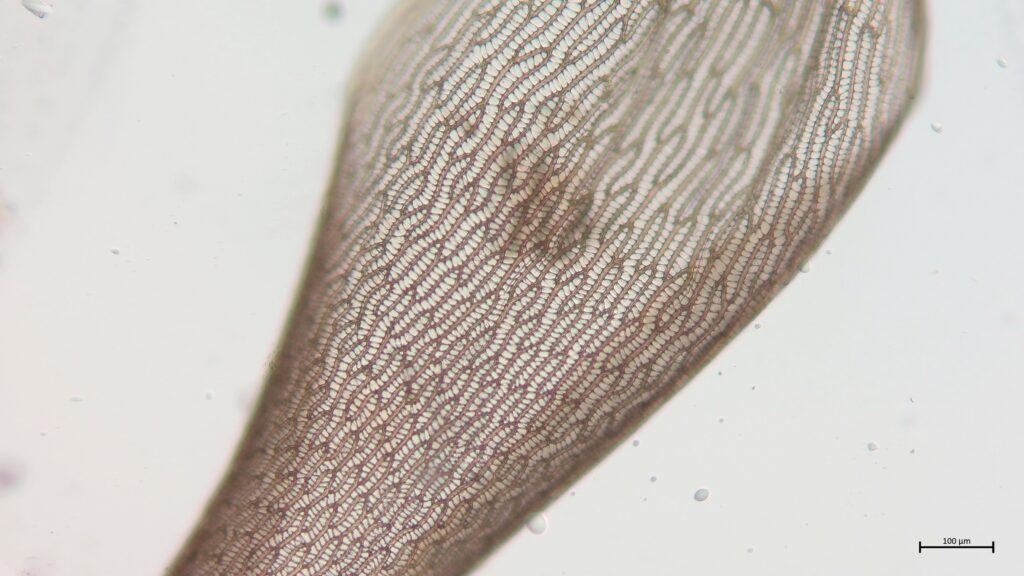 Astblatt von Sphagnum lindbergii