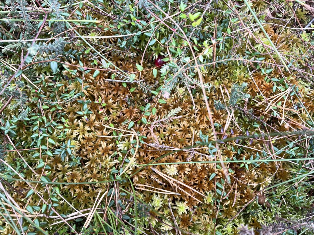 Sphagnum lindbergii bei Hannover