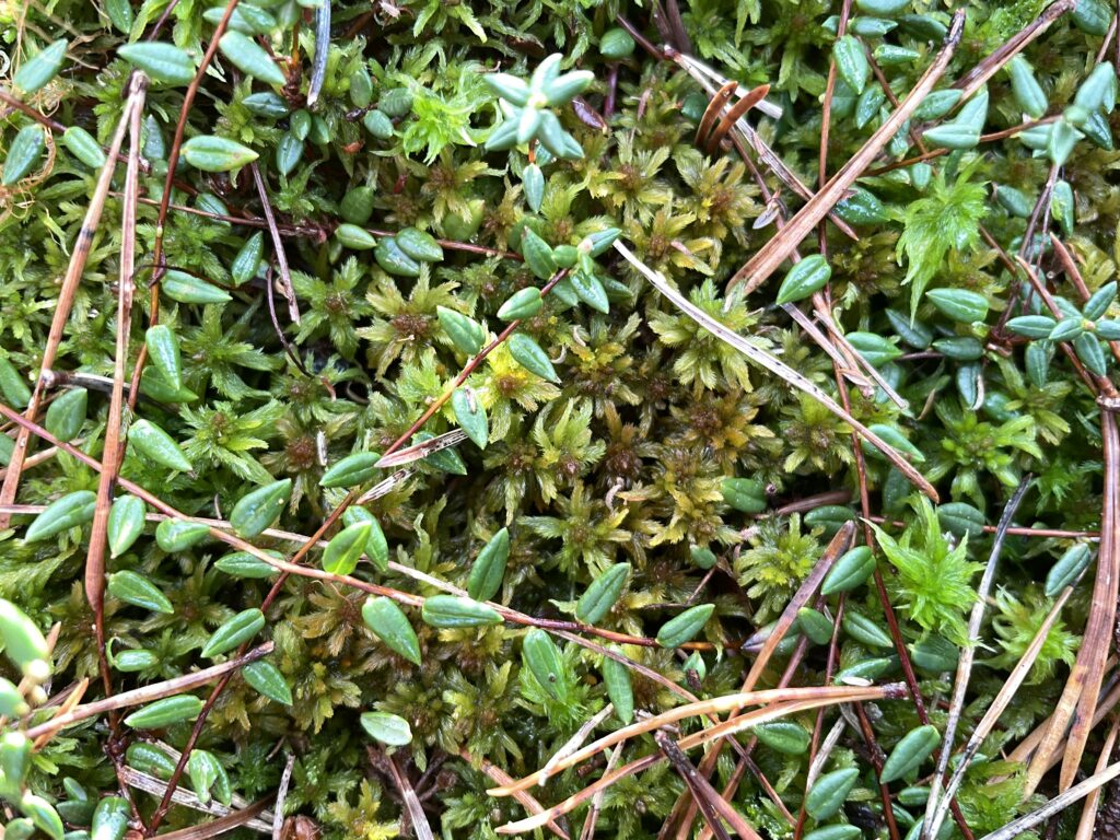 Sphagnum lindbergii bei Hannover