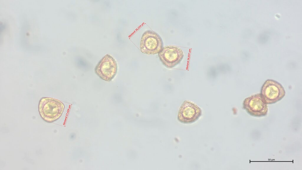 Sphagnum palustre Sporen