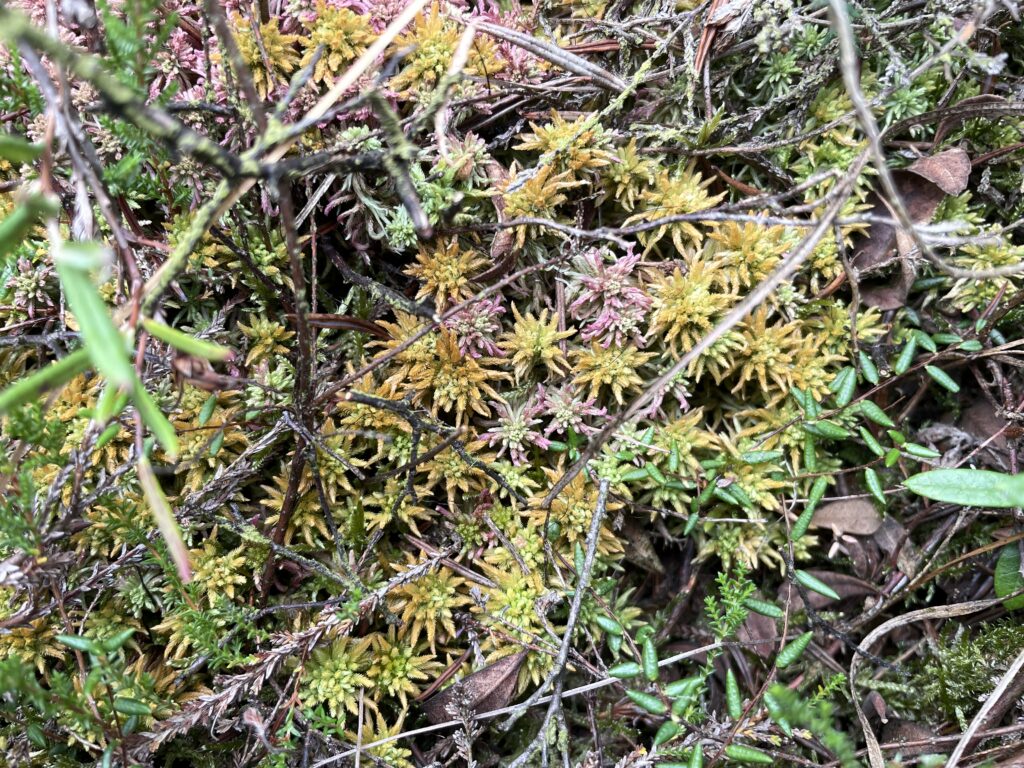 Sphagnum pulchrum