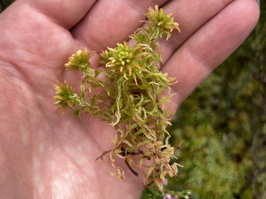 Sphagnum pulchrum