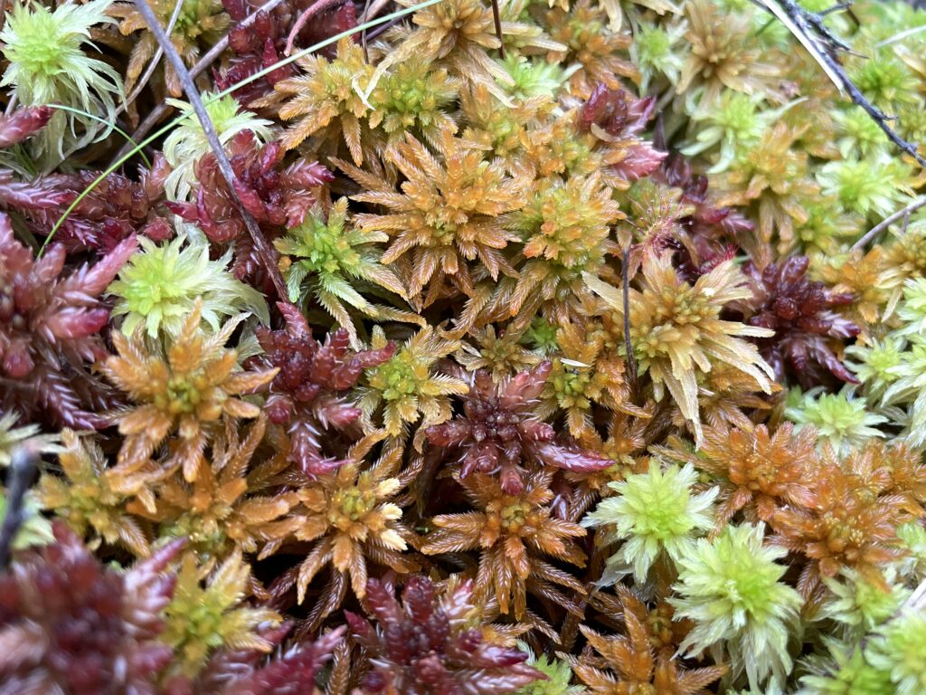 Sphagnum pulchrum Mischrasen