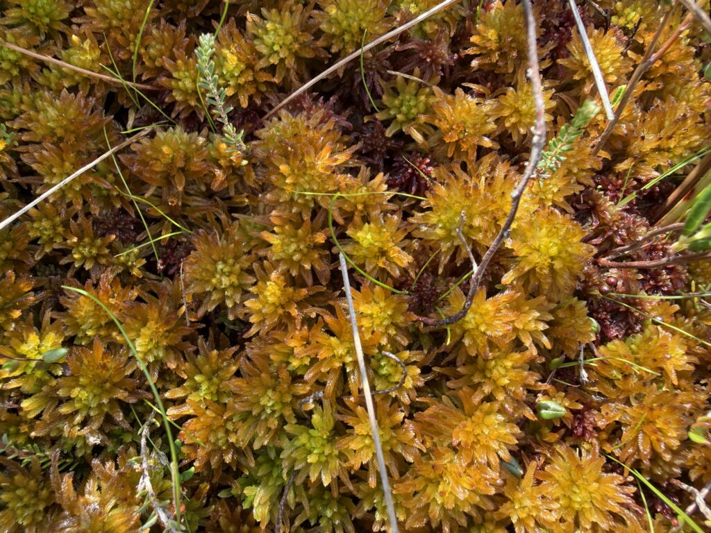 Sphagnum pulchrum