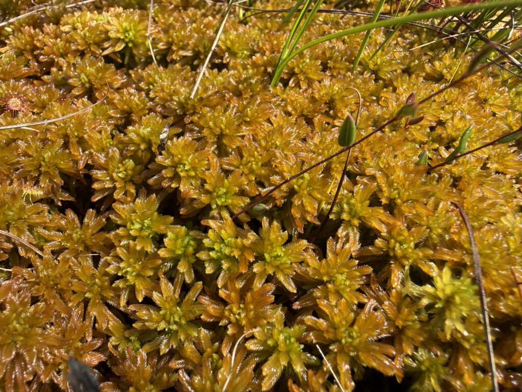 Sphagnum pulchrum