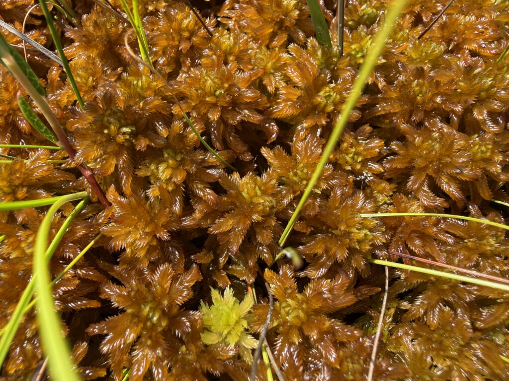 Sphagnum pulchrum