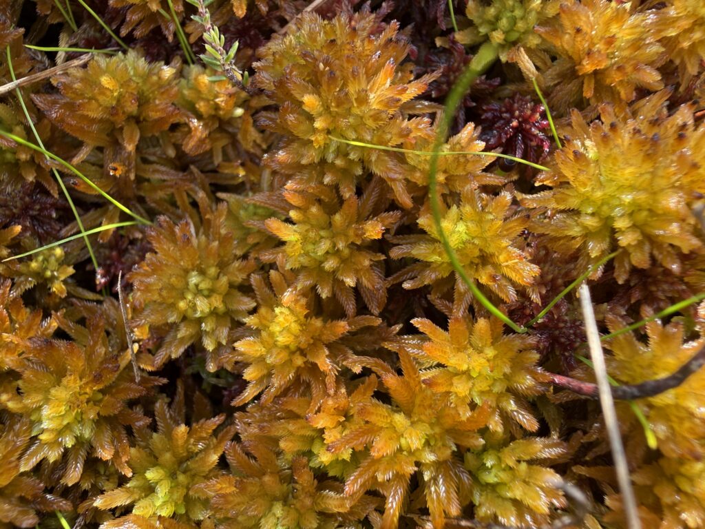 Sphagnum pulchrum