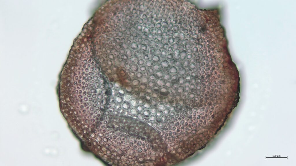 Stammquerschnitt von Sphagnum pulchrum