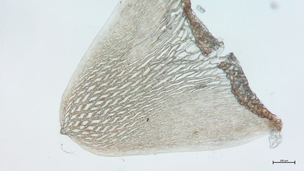 Stammblatt von Sphagnum pulchrum